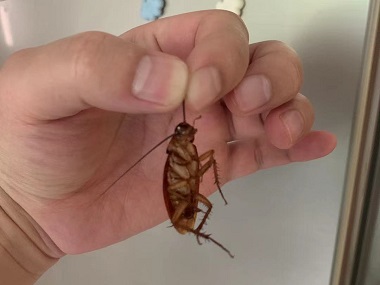 广州病媒生物防控公司厨房防治蟑螂的方法有哪些